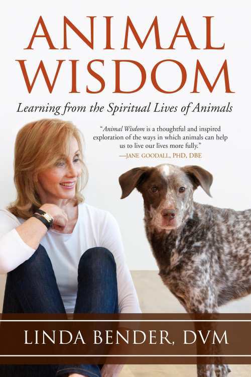 animal wisdom cover