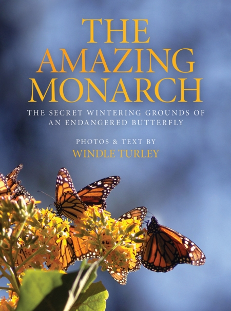 Wings of the Monarch (Paperback)