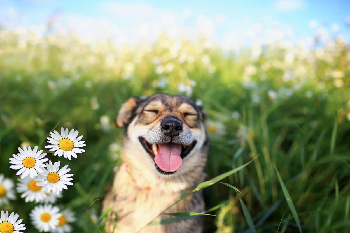 Smiling summer dog