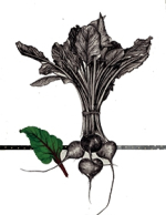 Wilkinson Image 2