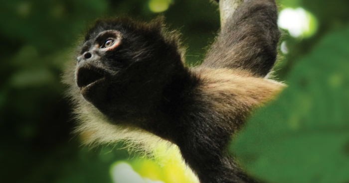 monkey